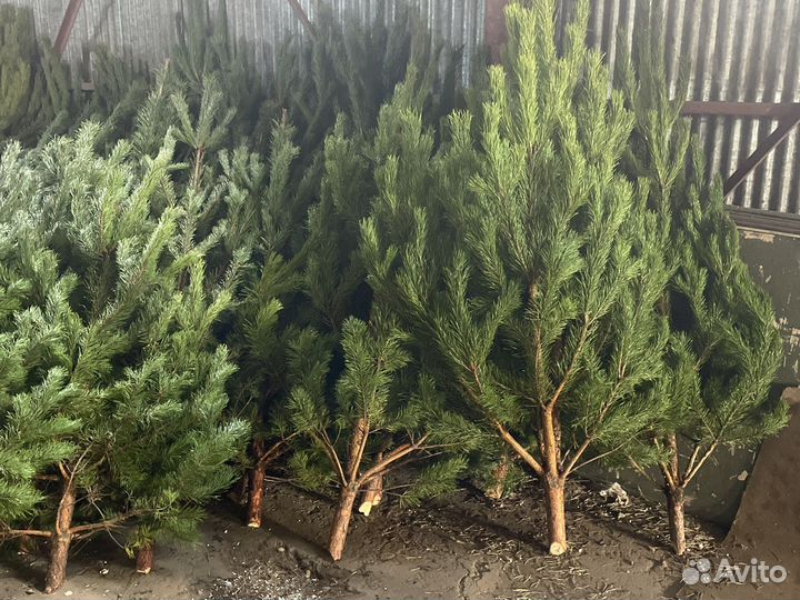 Сосна новогодняяя