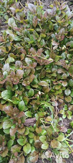 Живучка ползучая