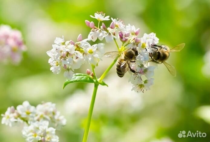 Мёд Алтайский опт