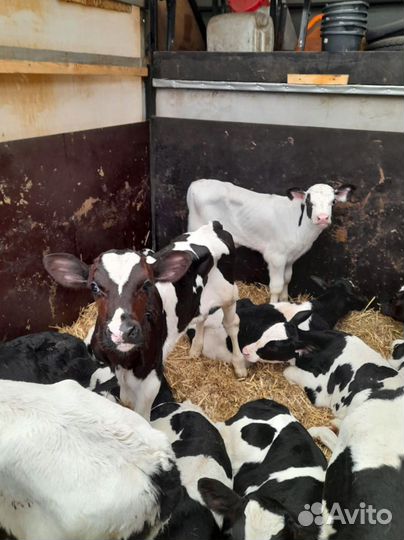 Телята бычки тёлки доставка бесплатная