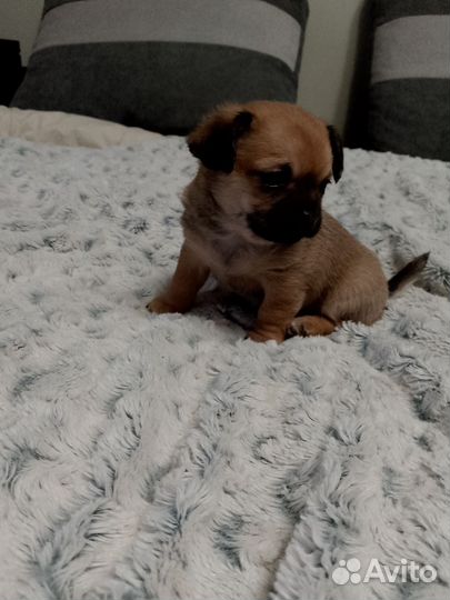 Щенки чихуа хуа