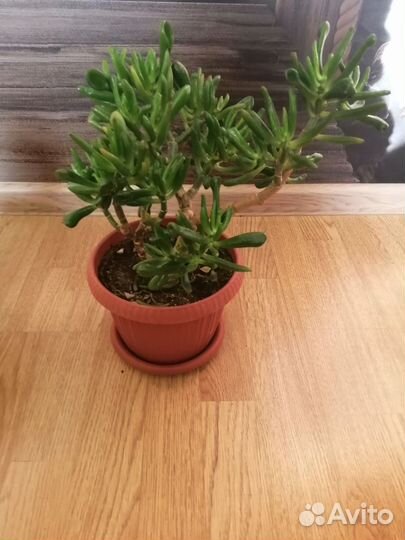 Толстянка денежное дерево крассула разные виды