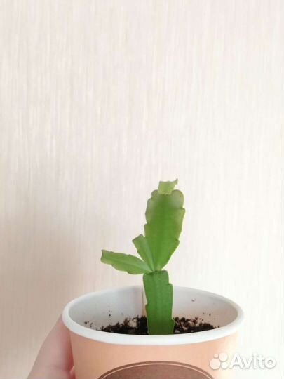 Декабрист розовый