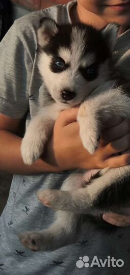 Сибирский хаски вязка