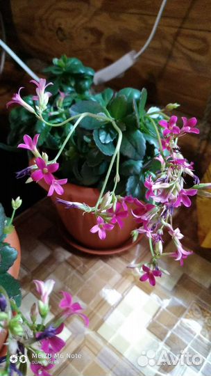 Каланхоэ Розовый и Лиана Сциндапсус