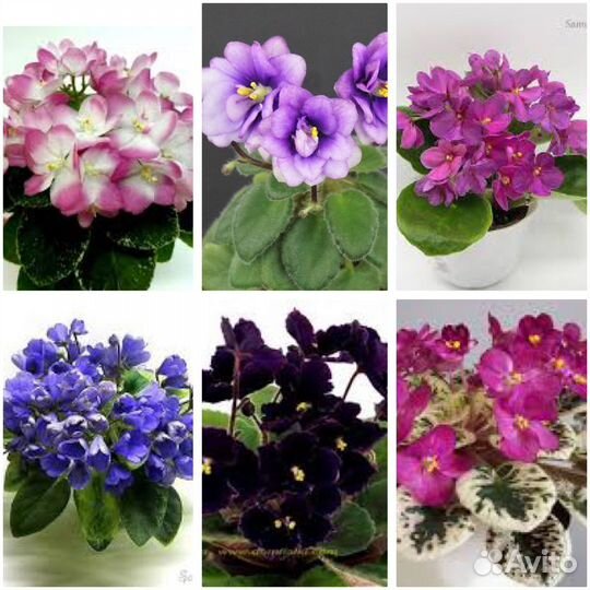 Фиалки набор