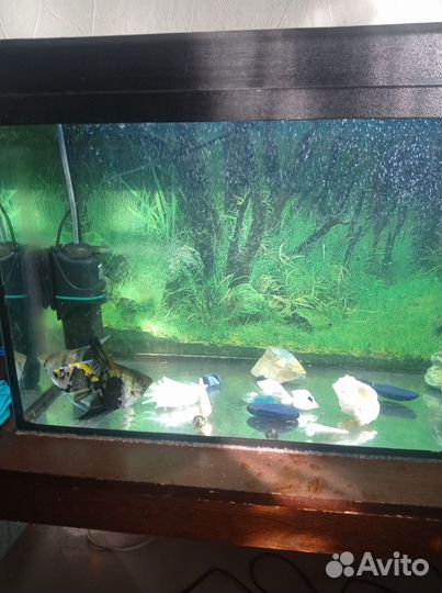 Аквариум