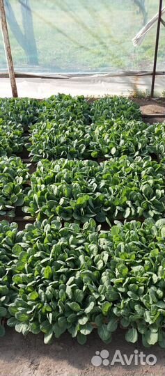 Рассада Помидоры, Огурцы, Перец, Баклажаны