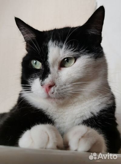 Феликс кот котик в дар