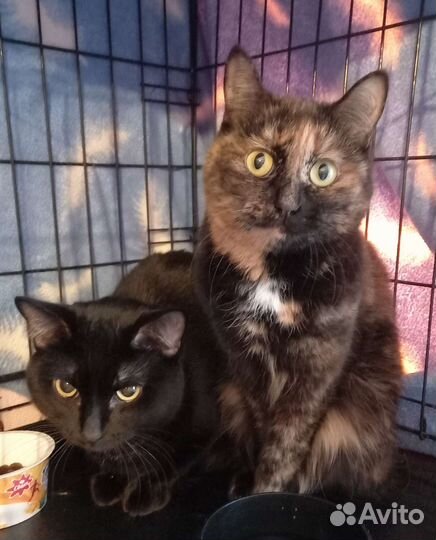 Кошечка девочка подросток месяцев 7