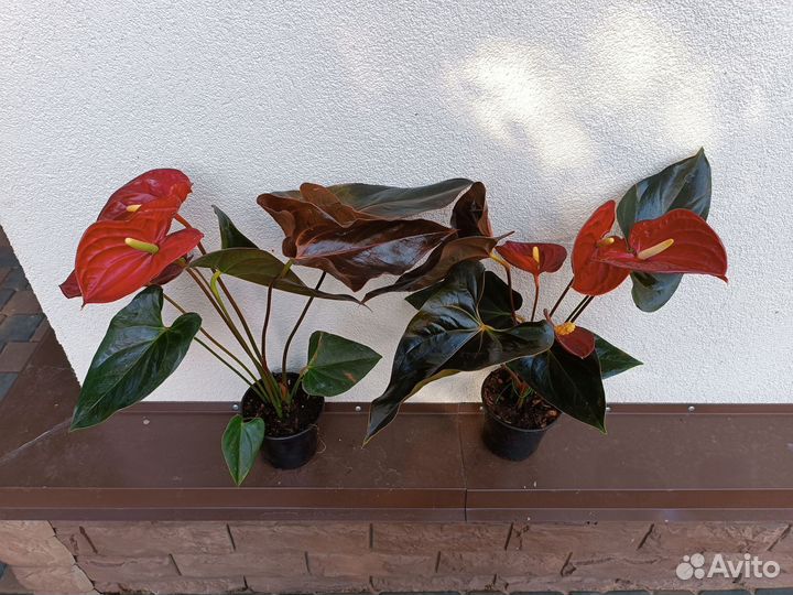 Антуриум Деликата