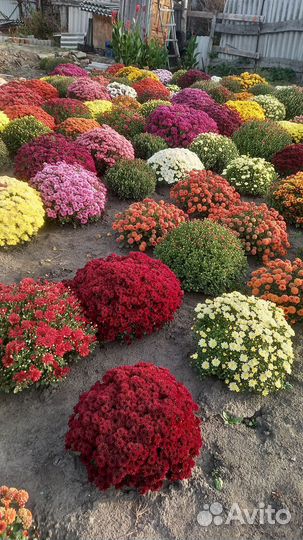 Хризантемы мультифлора