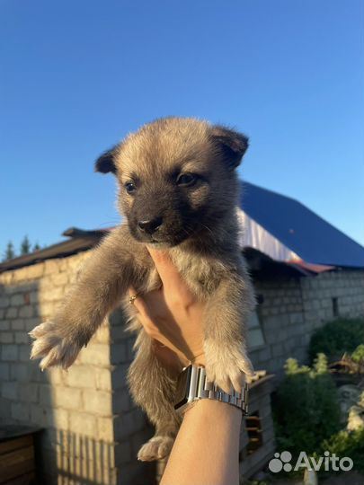 Щенята в добрые руки