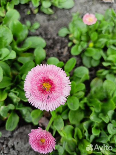 Флоксы,маргаритки,астильба,ясколка