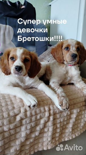 Бретонский эпаньоль щенки