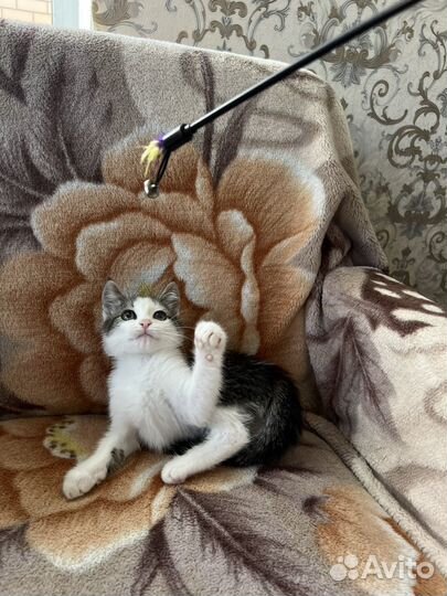 Котенок мальчик