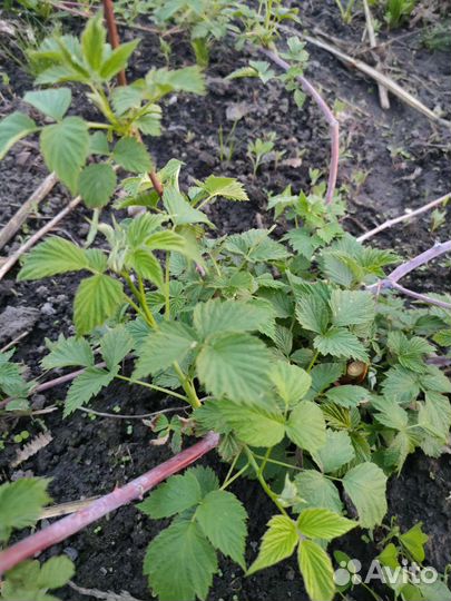 Малина чёрная 