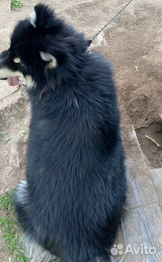 Аляскинский маламут