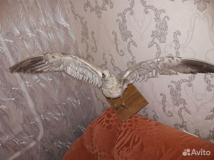 Чучело сокола продается