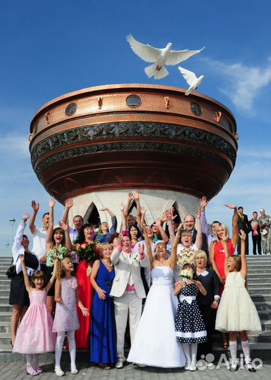 Аренда/ Продажа голубей