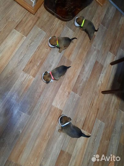 Пти брабансон