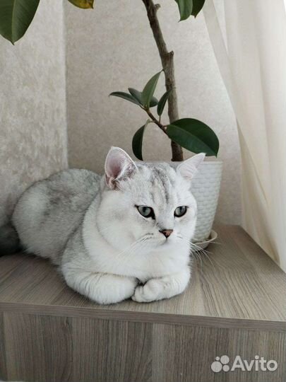 Шотландский кот, вязка