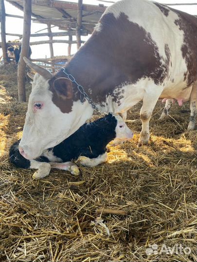 Стельные телки. Коровы