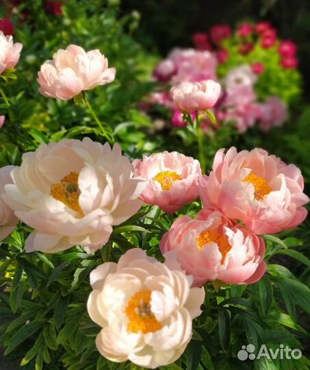 Пионы саженцы, ирисы, гибискусы