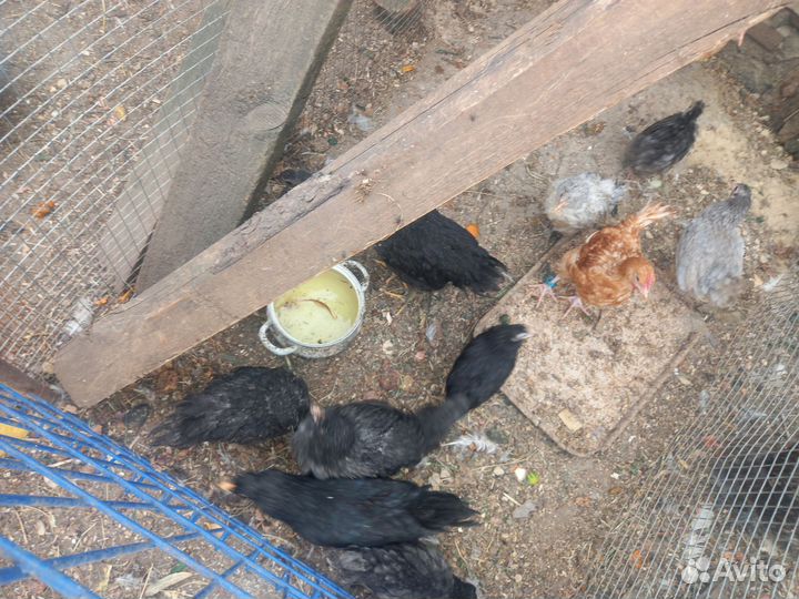 Домашняя птица