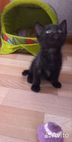 Черный котенок в добрые руки