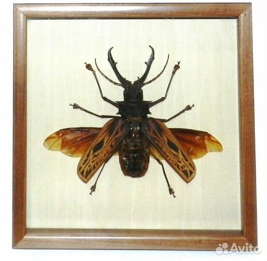 Жук в рамке. Макродонтиа