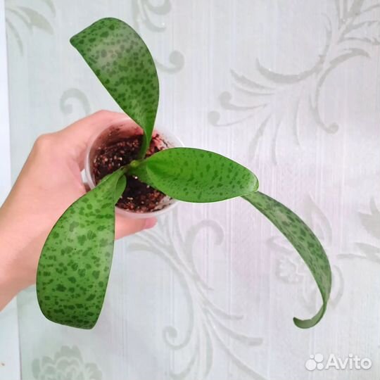 От 10.09. Комнатные растения, цветы