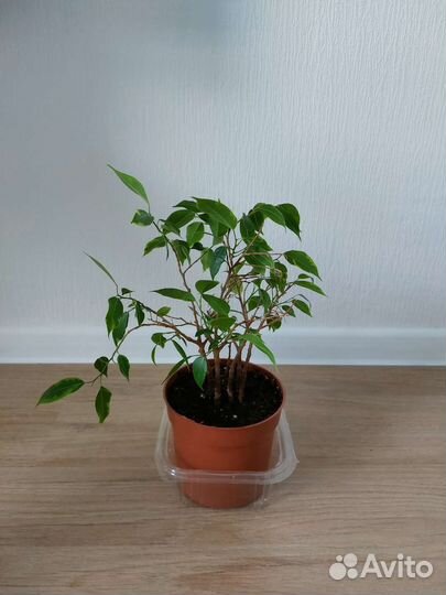 Фикус бенджамина пестролистный Кинки
