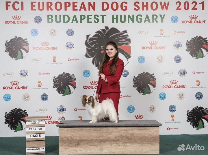 Хендлер / подготовка и показ собак на выставках