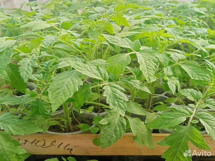 Рассада помидор