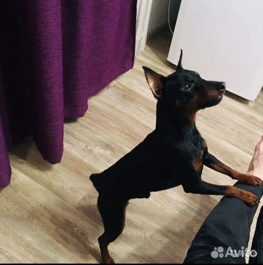 Вязка Цвергпинчер