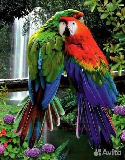 Картина по номерам 40x50 Два попугая Ара