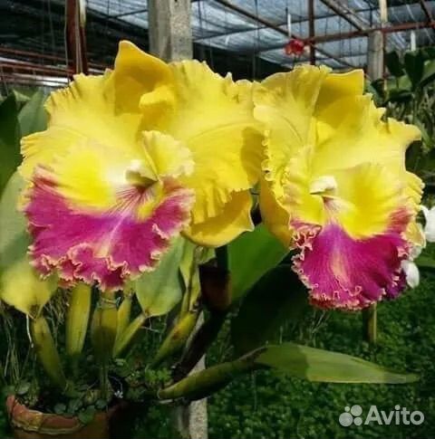 Орхидея катлея