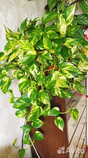 Эпипремнум сциндапсус золотистый