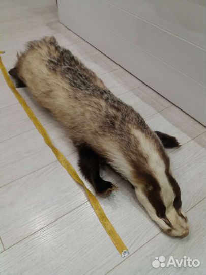 Шкура барсука