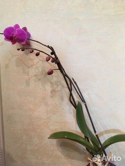 Орхидея фаленопсис