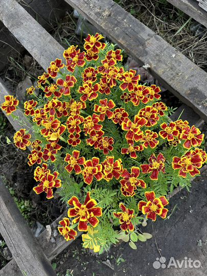 Рассада цветов