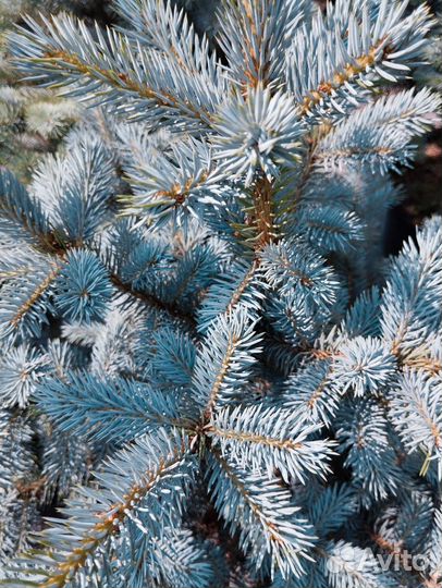 Голубая ель Super blue sidling