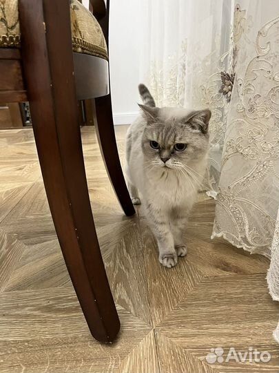 Шатланская кошка