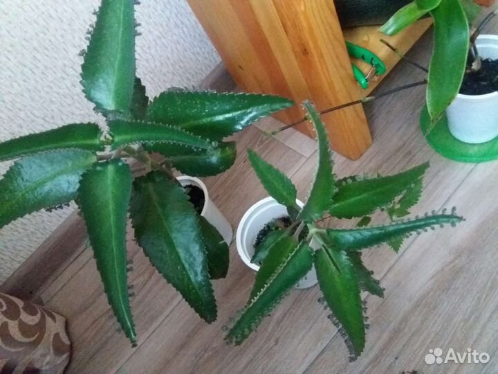 Каланхое, Золотой ус, лечебные от