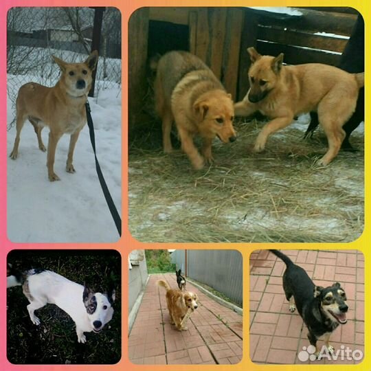 Друзья и надежные охранники на любой вкус