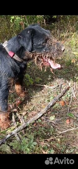 Вязка ягдтерьер