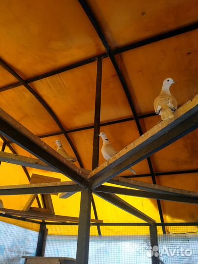 Продам молодёж фазаны,павлины,горлиц египетских хо