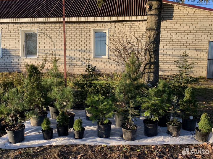 Сосна ель голубая туя кедр пихта можжевель-ник