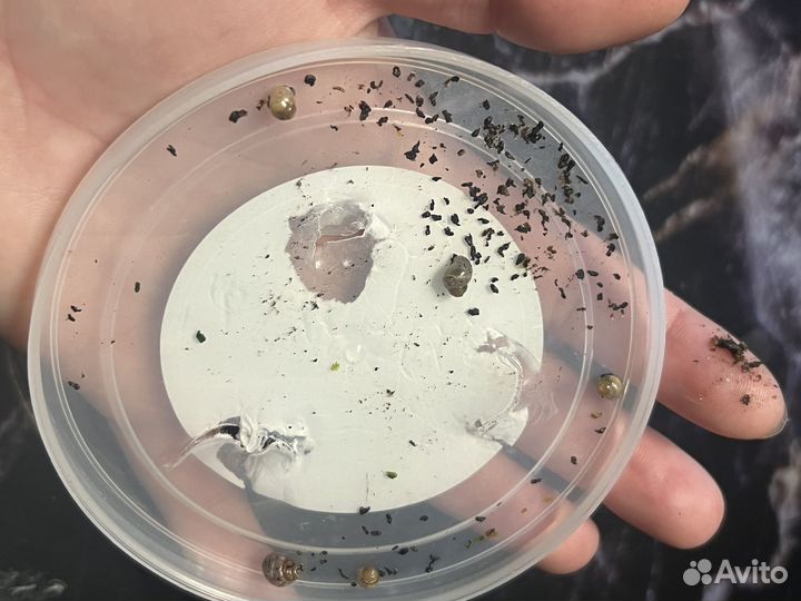 Улитки ахатины бесплатно